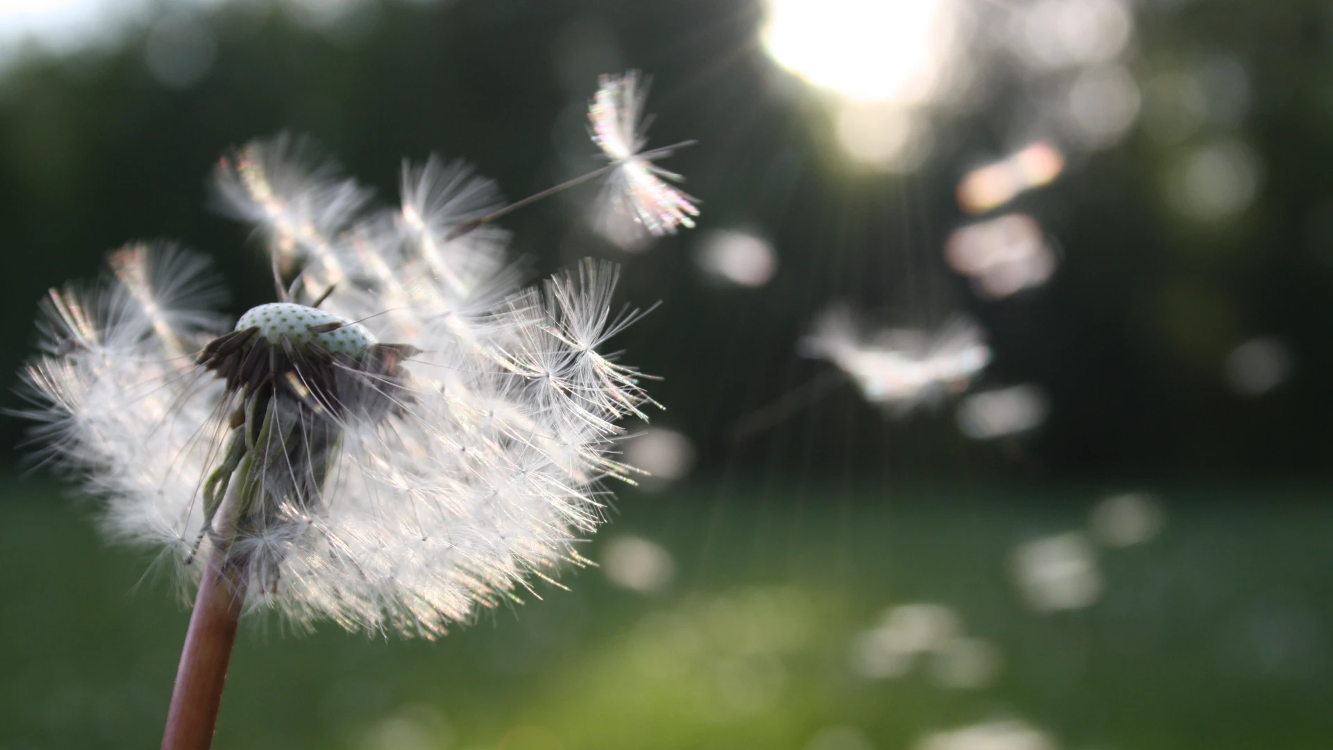 White dandelion flower flowing with the wind as a symbol of freedom and alignment